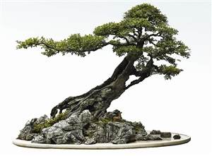 为什么盆景是收藏界的活古董