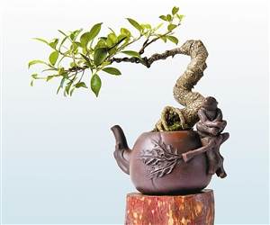 为什么盆景是收藏界的活古董