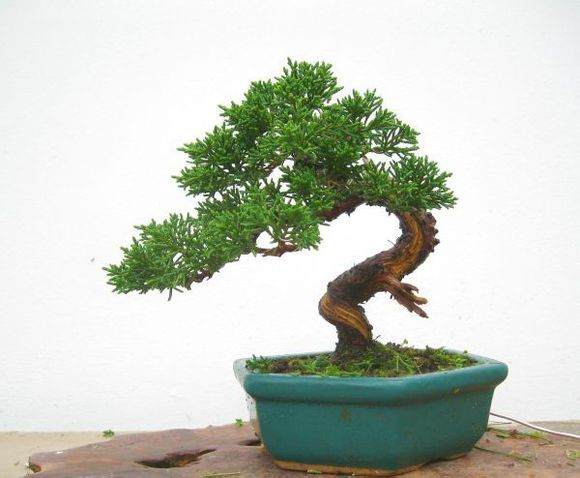 盆景收藏市场持续走强