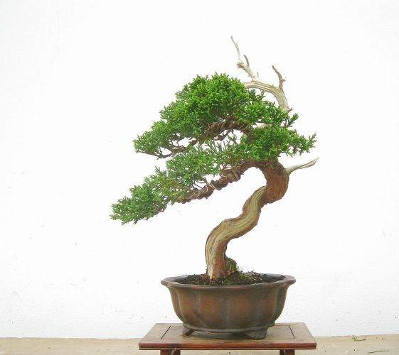 盆景收藏需要理性