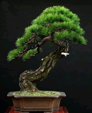 江门市盆景爱好者收藏各类盆景