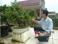 阳江63岁冯龙生一生痴迷盆景收藏