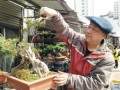 盆景收藏热逐渐冷却 男子从业30年萌生退意