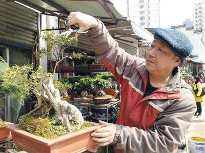 3月10日上午11时,韦朝艮正在修剪盆景