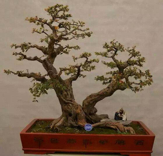 盆景收藏系列之 少人关心的古墨收藏