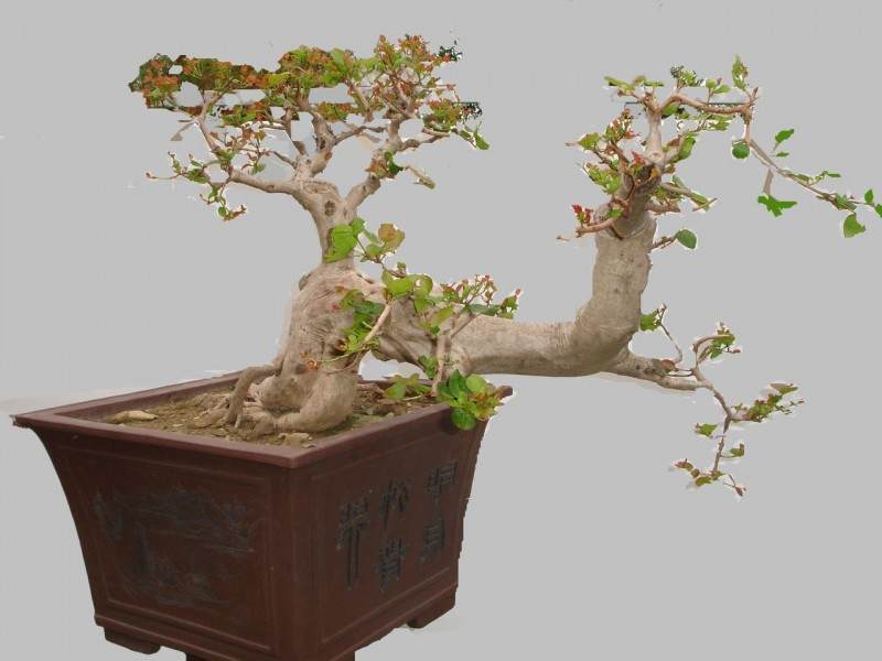 2014中国盆景收藏家藏品国家大展