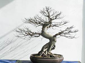 盆景收藏系列之收藏从商丘土生土长的盆景开始