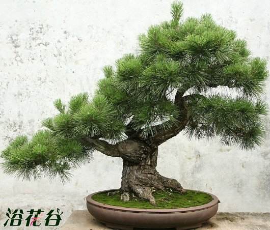 最值得有收藏价值的盆景种类