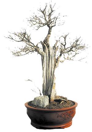 如何选择有收藏价值的盆景