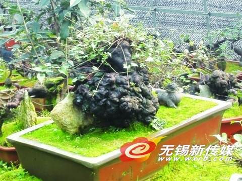 野生何首乌盆景成新收藏