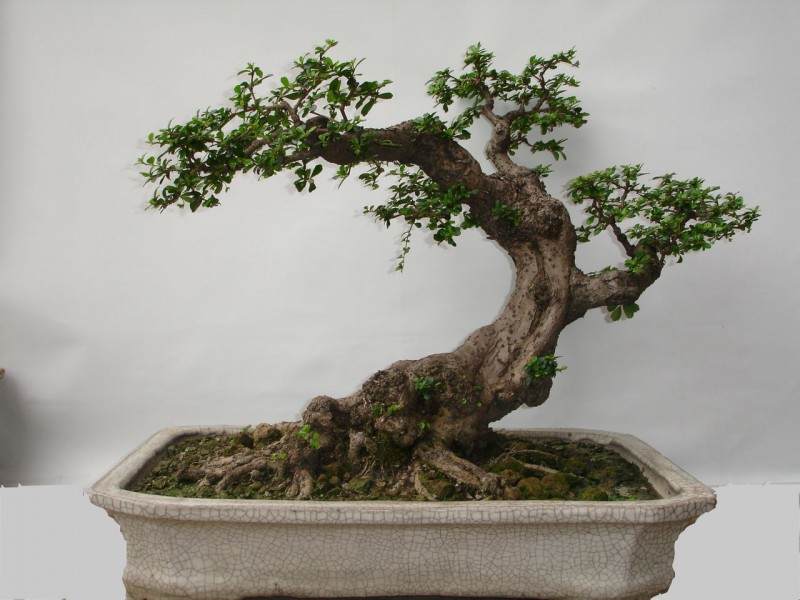 对节白蜡盆景之王收藏价值极高