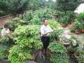 盆景培育改变命运 父子接力编织绿色致富梦
