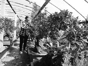 盆景栽出致富路