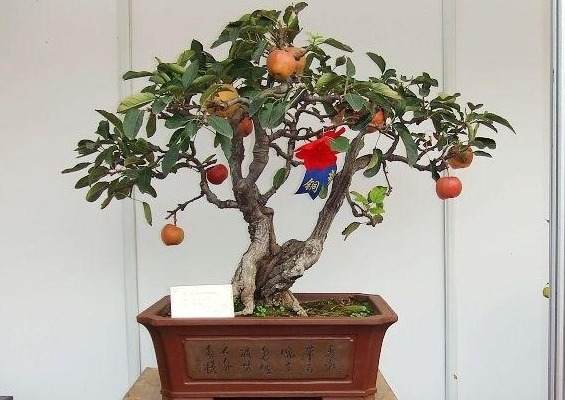 威宁小小盆景铺就致富新路 生态农业打造农民富豪