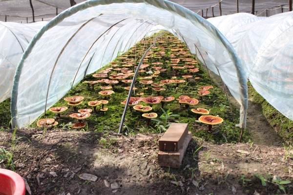 摆摊出售盆景 走致富路 一年2亿多元的产值