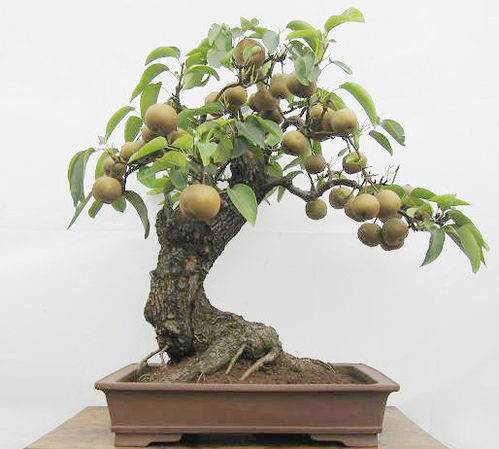 盆景造就的绿色致富梦