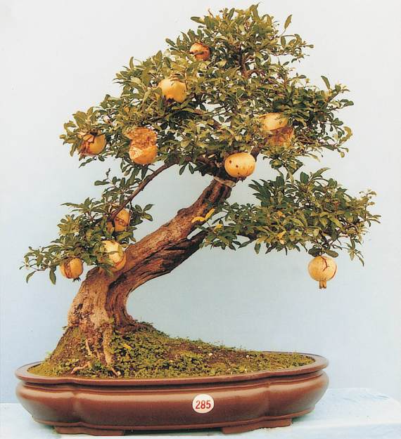 藤县塘步镇种植盆景松致富