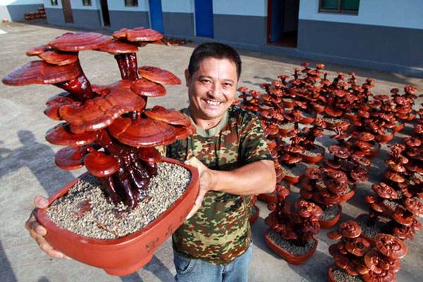 保康开发盆景灵芝 致富山区农民