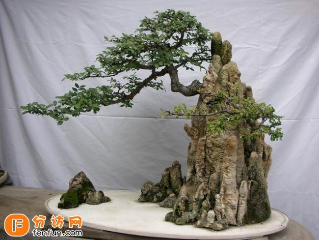 浙江罗汉松盆景价格不菲 可卖出几十万元的高价