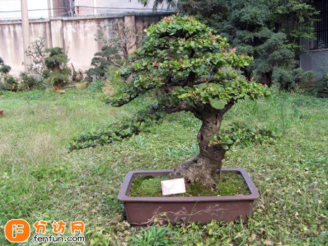 如皋花木盆景铺就农民致富路