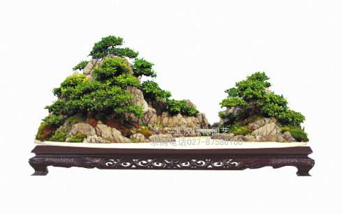 周向红-山石盆景致富 赚钱轻松