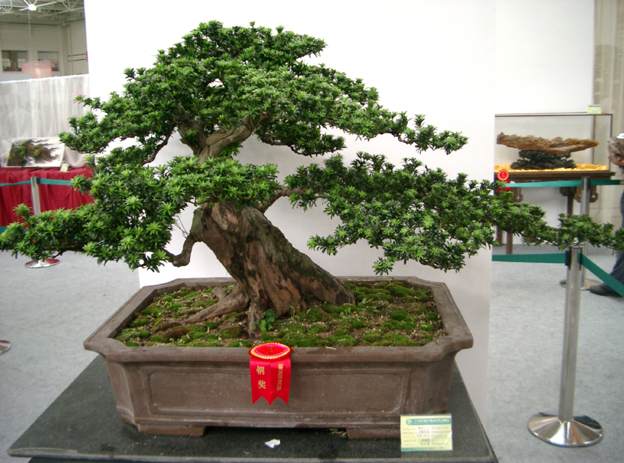 我带沭阳村民共同盆景致富