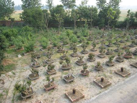 苗木盆景种植栽出致富路