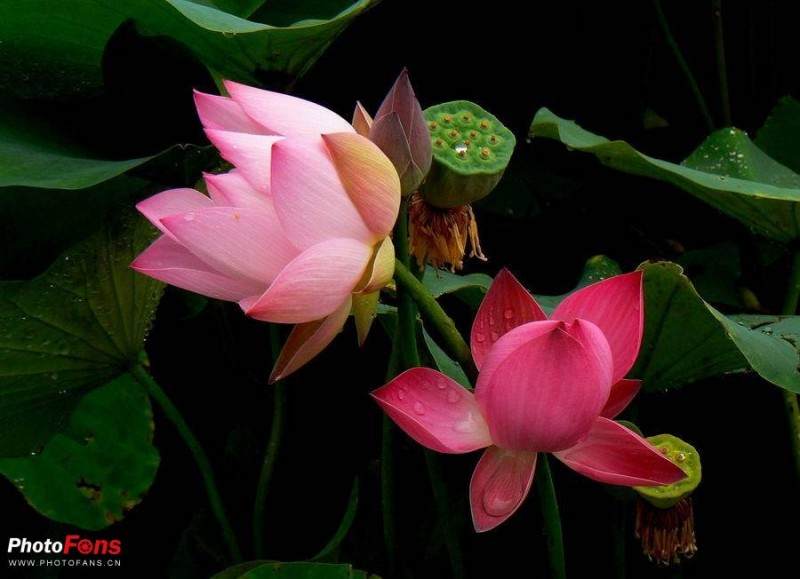 盆景荷花开辟致富路