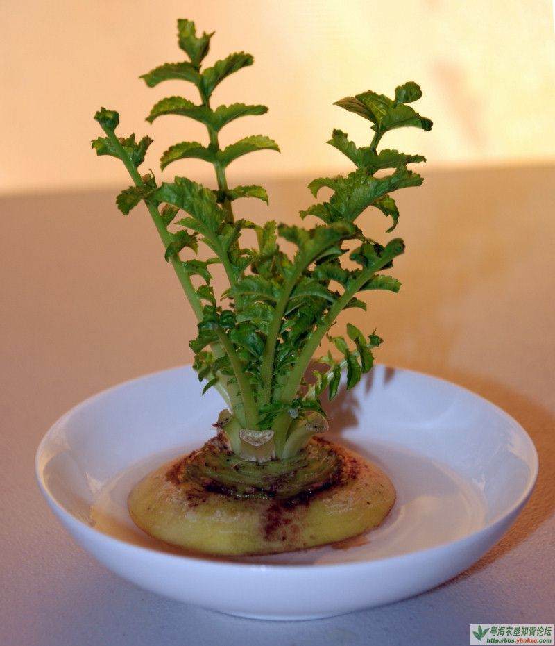 蔬菜种成盆景卖 天津市蓟县蔬菜基地开拓致富新路