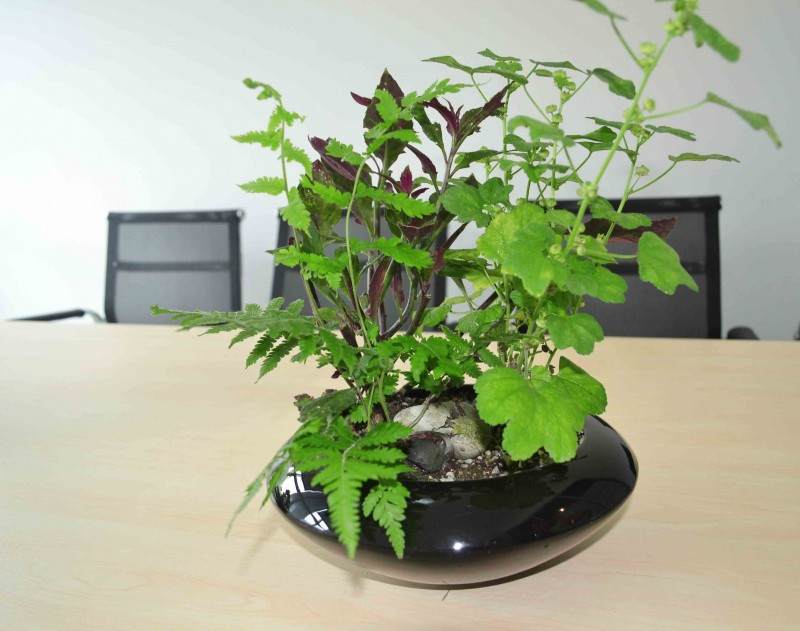 吉林花卉园艺带领农民朋友致富