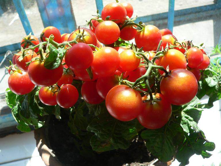 柿子盆景有发展前景吗?