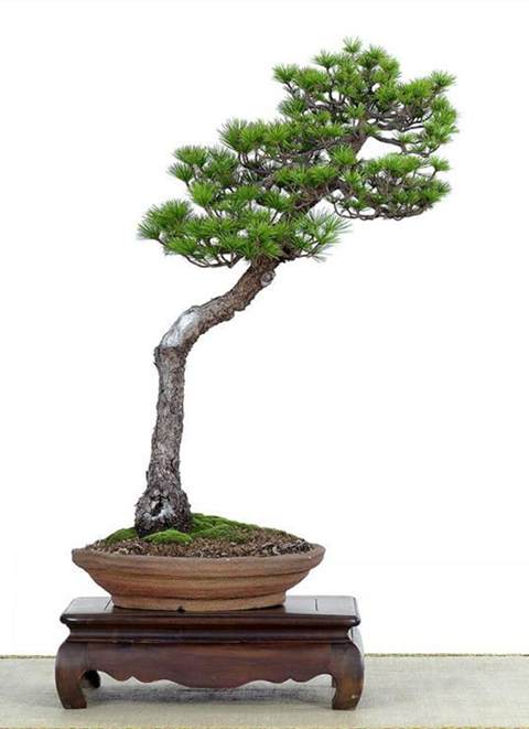 大规格绿化苗木和树桩盆景市场前景不错