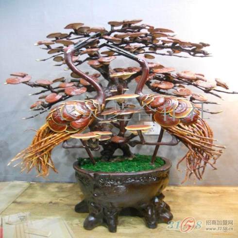 中国灵芝盆景市场前景调查分析报告