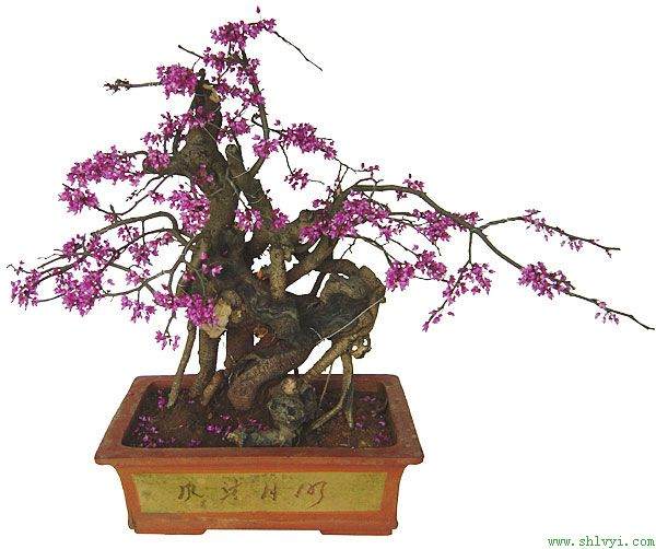 2010年中国花卉盆景市场调查研究及投资前景分析预测报告