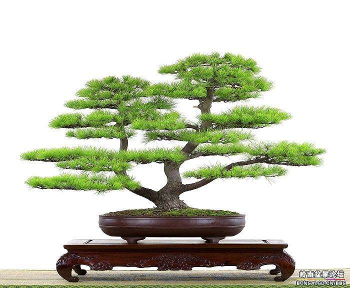 红豆杉盆景陆续投放市场 市场前景十分看好