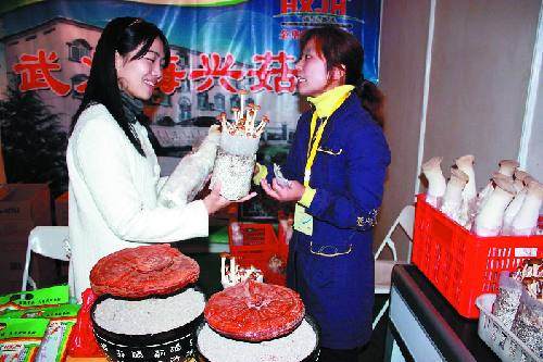 把食用菌盆景弄到欧洲去卖市场前景肯定一片光明