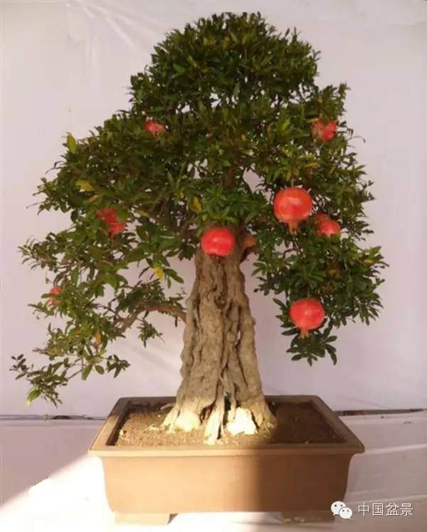 盆景市场前景看好