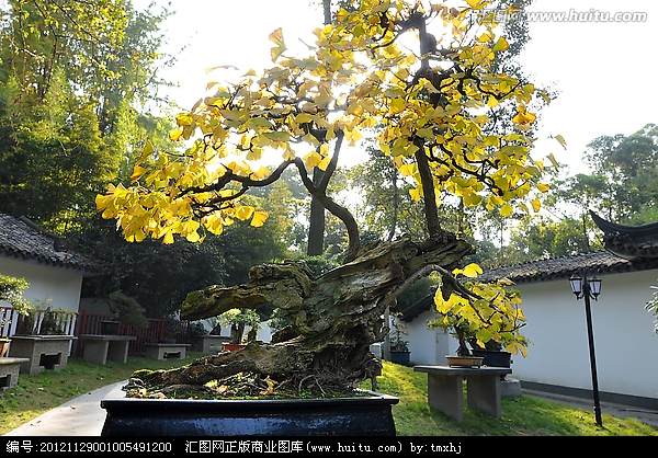 银杏盆景前景看好 传统产业焕发青春