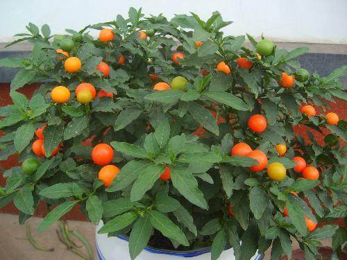 种盆景珊瑚樱 奔致富小康路