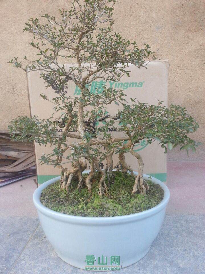 冠县种灵芝卖盆景合作社育出致富仙草