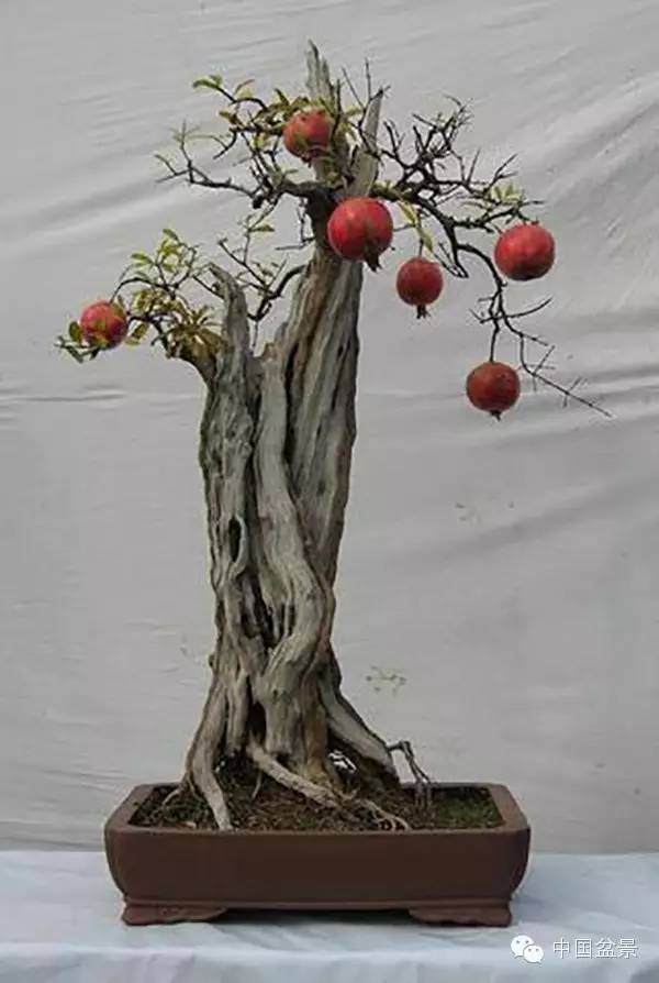 林业下岗职工闯出新天地 发展盆景果树致富