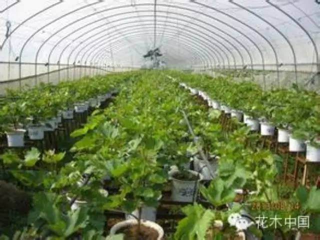 盆景葡萄开创致富新路