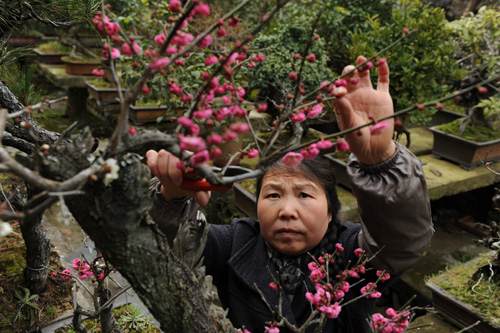 浙江盆景创造农家辉煌 年收入在20万元