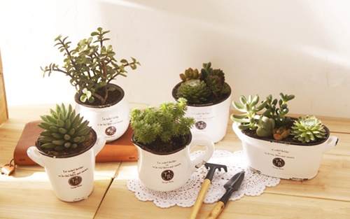 阳台中盆栽应该注意什么?