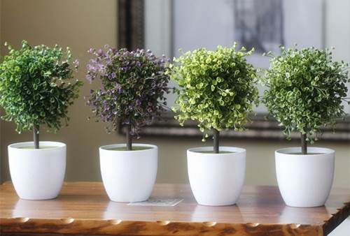 阳台中盆栽应该注意什么?