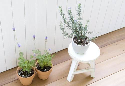 阳台中盆栽应该注意什么?