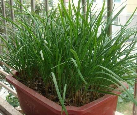盆栽韭菜栽培技术