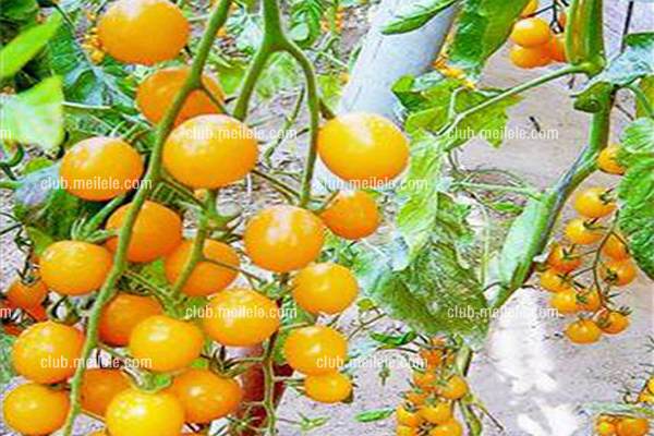 未标题-1.jpg 阳台盆栽蔬菜图片及种植方法