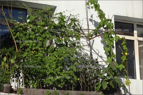 未标题-6.jpg 阳台盆栽蔬菜图片及种植方法