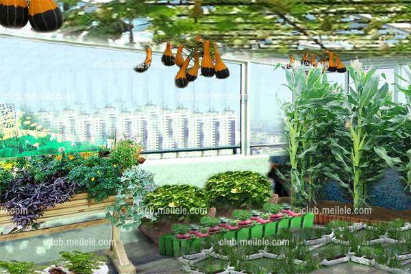 未标题-3.jpg 阳台盆栽蔬菜图片及种植方法